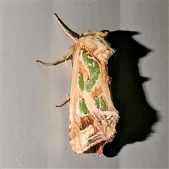 Cosmodes elegans (Green Blotched Moth) at Kalbarri, WA - 20 Oct 2024 by HelenCross