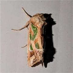 Cosmodes elegans at Kalbarri, WA - 20 Oct 2024 12:03 AM