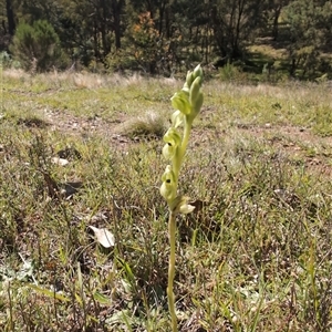 Hymenochilus bicolor (ACT) = Pterostylis bicolor (NSW) at Moncrieff, ACT - suppressed