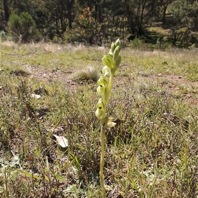 Hymenochilus bicolor (Black-tip Greenhood) at Moncrieff, ACT - 19 Oct 2024 by Wildlifewarrior80