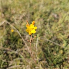 Bulbine bulbosa (Golden Lily, Bulbine Lily) at Taylor, ACT - 20 Oct 2024 by Wildlifewarrior80