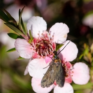 Pollanisus (genus) at Penrose, NSW - 20 Oct 2024