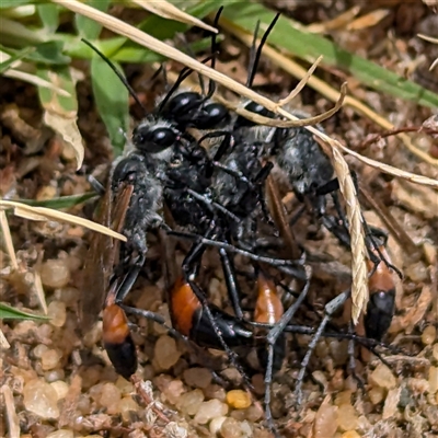 Ammophila sp. (genus) at Kalbarri, WA - 20 Oct 2024 by HelenCross