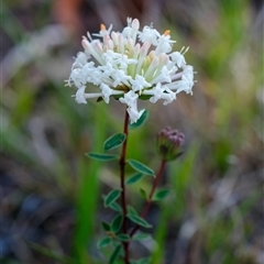 Pimelea linifolia (Slender Rice Flower) at Penrose, NSW - 20 Oct 2024 by Aussiegall