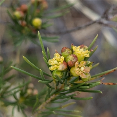 Unverified Other Shrub at Kalbarri, WA - 20 Oct 2024 by HelenCross