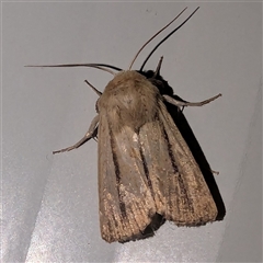 Leucania diatrecta (A Noctuid moth) at Kalbarri, WA - 20 Oct 2024 by HelenCross