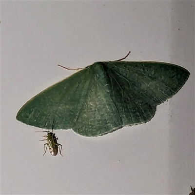 Unidentified Moth (Lepidoptera) at Kalbarri, WA - 20 Oct 2024 by HelenCross