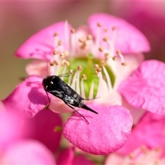 Mordella sp. (genus) at Penrose, NSW - suppressed