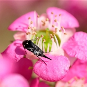 Mordella sp. (genus) at Penrose, NSW - suppressed