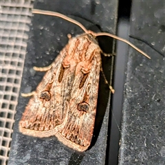 Agrotis munda at Kalbarri, WA - 20 Oct 2024 by HelenCross