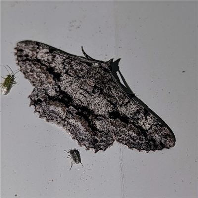 Unverified Moth (Lepidoptera) at Kalbarri, WA - 20 Oct 2024 by HelenCross