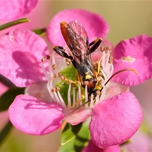 Labium sp. (genus) at Penrose, NSW - suppressed