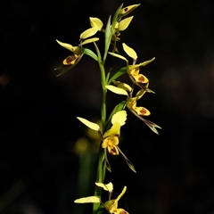 Diuris sulphurea (Tiger Orchid) at Penrose, NSW - 20 Oct 2024 by Aussiegall