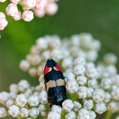 Castiarina bella (A Jewel Beetle) at Penrose, NSW - 20 Oct 2024 by Aussiegall