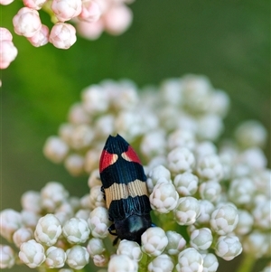 Castiarina bella at Penrose, NSW - 20 Oct 2024