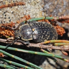 Pachycoelia sp. (genus) (A darkling beetle) at Wyanbene, NSW - 20 Oct 2024 by Harrisi