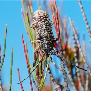 Rhytiphora sp. near simsoni at suppressed - suppressed