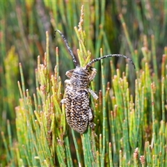 Rhytiphora sp. near simsoni at suppressed - 20 Oct 2024