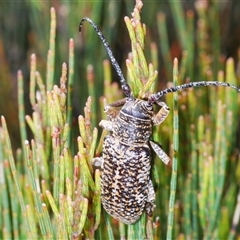 Rhytiphora sp. near simsoni at suppressed - 20 Oct 2024