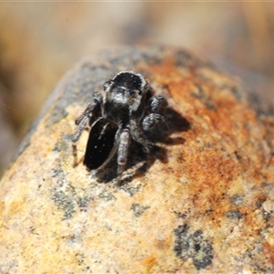 Maratus proszynskii at Krawarree, NSW - 20 Oct 2024