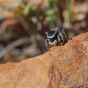 Maratus proszynskii at Krawarree, NSW - 20 Oct 2024