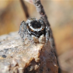 Maratus proszynskii at Krawarree, NSW - 20 Oct 2024