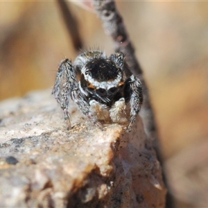 Maratus proszynskii at Krawarree, NSW - 20 Oct 2024