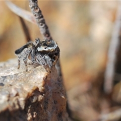 Maratus proszynskii at Krawarree, NSW - 20 Oct 2024 03:20 PM