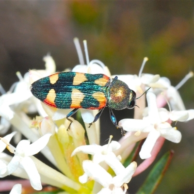 Castiarina sexplagiata (Jewel beetle) at Wyanbene, NSW - 20 Oct 2024 by Harrisi