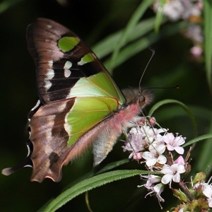 Graphium macleayanum at Acton, ACT - 20 Oct 2024