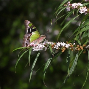 Graphium macleayanum at Acton, ACT - 20 Oct 2024