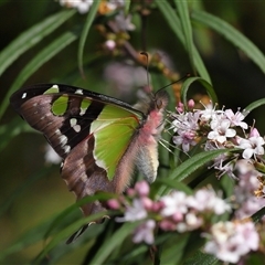 Graphium macleayanum at Acton, ACT - 20 Oct 2024