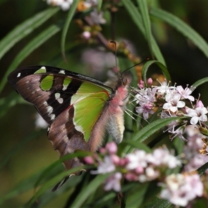 Graphium macleayanum at Acton, ACT - 20 Oct 2024 02:49 PM