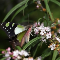 Graphium macleayanum at Acton, ACT - 20 Oct 2024 02:49 PM