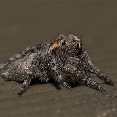 Servaea narraweena (A jumping spider) at Acton, ACT - 20 Oct 2024 by TimL