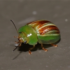 Peltoschema orphana (Leaf beetle) at Acton, ACT - 20 Oct 2024 by TimL