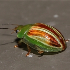 Peltoschema orphana at Acton, ACT - 20 Oct 2024