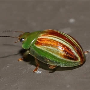 Peltoschema orphana at Acton, ACT - 20 Oct 2024