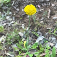 Ammobium craspedioides (Yass Daisy) at Burrinjuck, NSW - 19 Oct 2024 by sduus