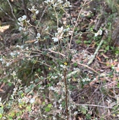 Spyridium parvifolium (Dusty Miller) at Burrinjuck, NSW - 19 Oct 2024 by sduus