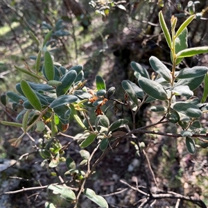 Grevillea floribunda at Burrinjuck, NSW - 19 Oct 2024 05:50 PM