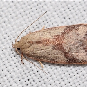 Garrha phoenopis at Jerrabomberra, NSW - 20 Oct 2024