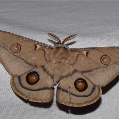 Opodiphthera eucalypti (Emperor Gum Moth) at Jerrabomberra, NSW - 20 Oct 2024 by DianneClarke