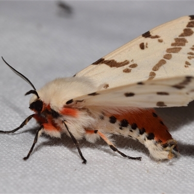 Ardices canescens (Dark-spotted Tiger Moth) at Jerrabomberra, NSW - 20 Oct 2024 by DianneClarke