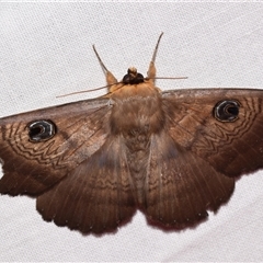 Dasypodia selenophora (Southern old lady moth) at Jerrabomberra, NSW - 20 Oct 2024 by DianneClarke