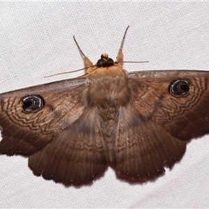 Dasypodia selenophora at Jerrabomberra, NSW - 20 Oct 2024