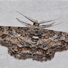 Cleora injectaria (A Cleora Bark Moth) at Jerrabomberra, NSW - 20 Oct 2024 by DianneClarke