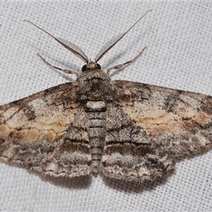 Cleora displicata at Jerrabomberra, NSW - suppressed