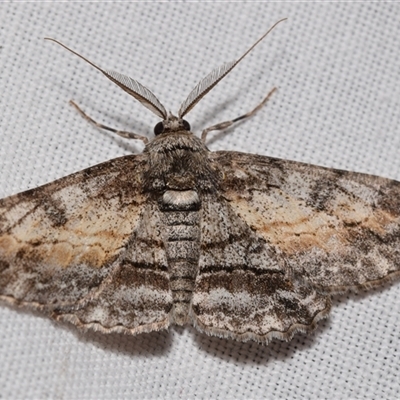 Cleora displicata (A Cleora Bark Moth (Boarmiini) at Jerrabomberra, NSW - 20 Oct 2024 by DianneClarke