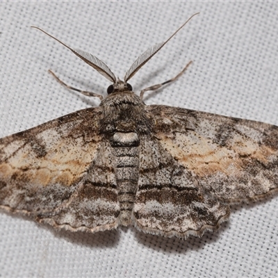 Cleora displicata (A Cleora Bark Moth) at Jerrabomberra, NSW - 20 Oct 2024 by DianneClarke